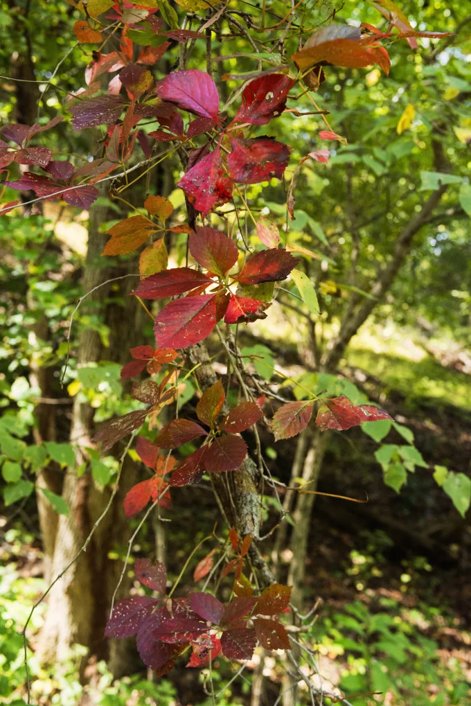 autumn forest foliage colors